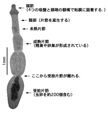 f:id:wanpaku-yaseiji:20201126221055j:image f:id:wanpaku-yaseiji:20201126221055j:image