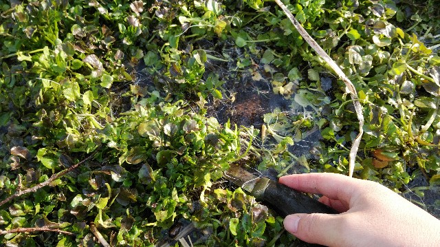 f:id:wanpaku-yaseiji:20201127235755j:image f:id:wanpaku-yaseiji:20201127235755j:image