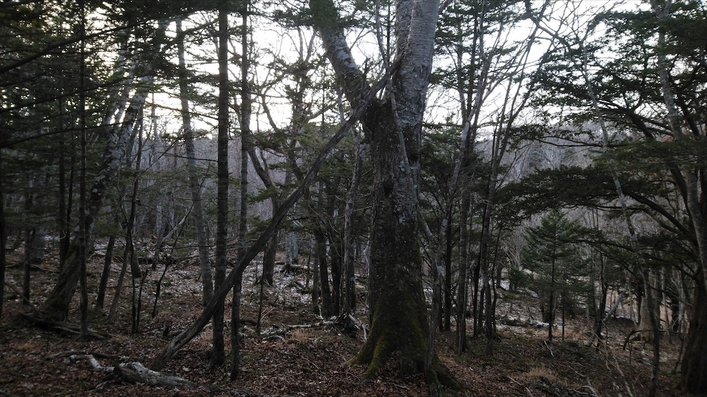 f:id:wanpaku-yaseiji:20210125201237j:image f:id:wanpaku-yaseiji:20210125201237j:image