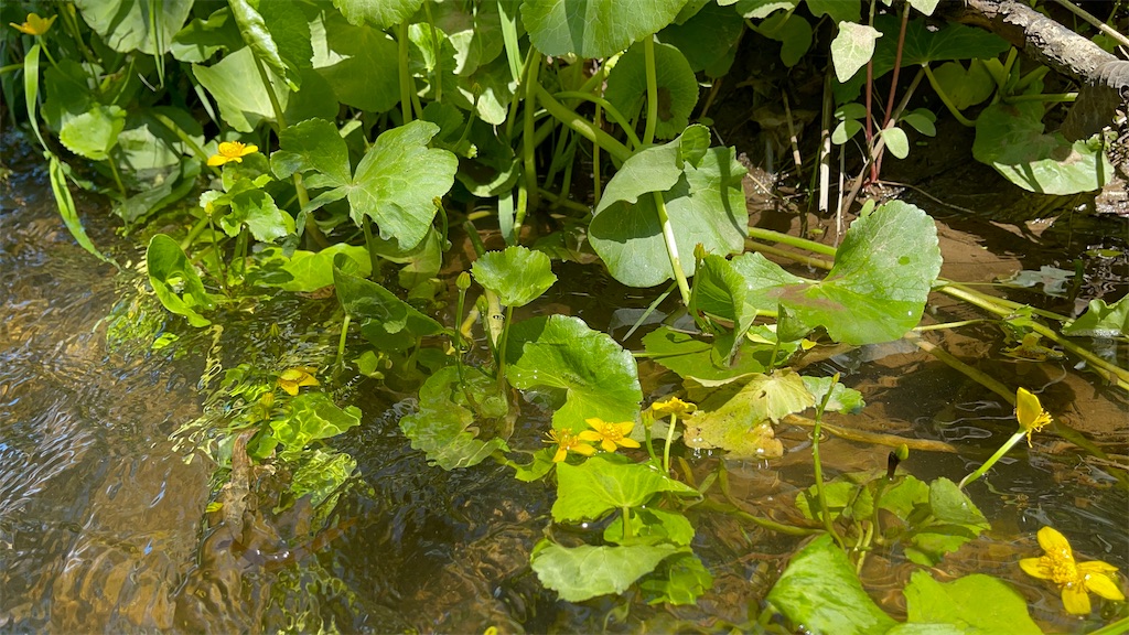 f:id:wanpaku-yaseiji:20210610125723j:image f:id:wanpaku-yaseiji:20210610125723j:image