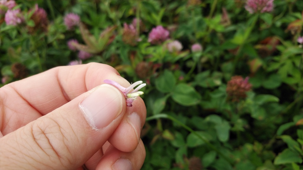 f:id:wanpaku-yaseiji:20210624124947j:image f:id:wanpaku-yaseiji:20210624124947j:image