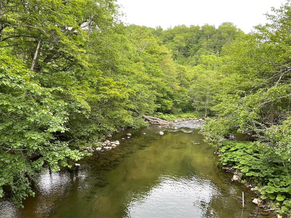 f:id:wanpaku-yaseiji:20210702203133j:image f:id:wanpaku-yaseiji:20210702203133j:image