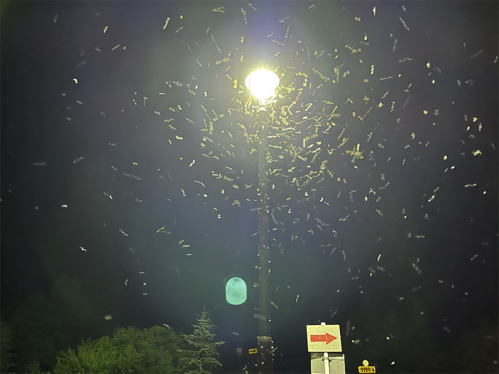 f:id:wanpaku-yaseiji:20210720125522j:image f:id:wanpaku-yaseiji:20210720125522j:image