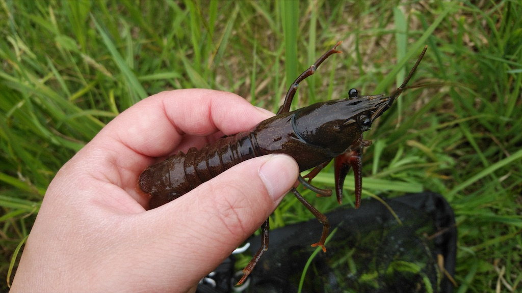 f:id:wanpaku-yaseiji:20210728200637j:image f:id:wanpaku-yaseiji:20210728200637j:image