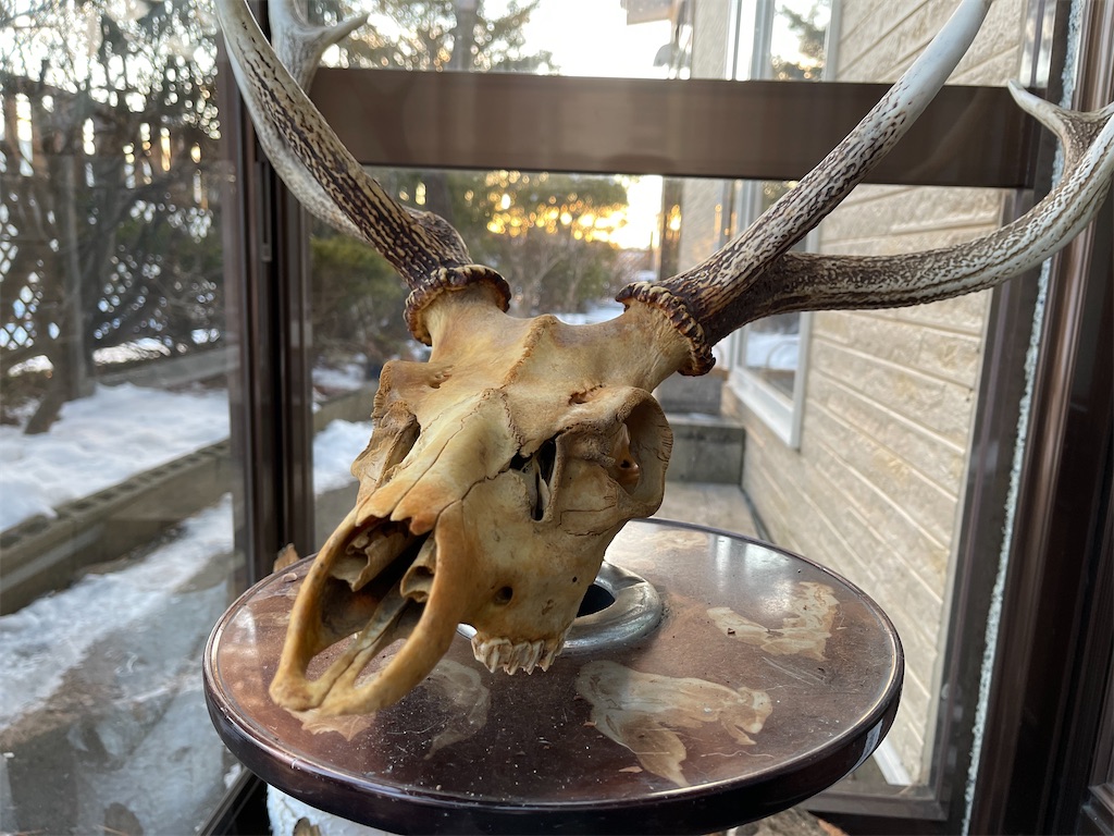 f:id:wanpaku-yaseiji:20211227121541j:image f:id:wanpaku-yaseiji:20211227121541j:image