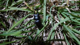 Dorcus rectus