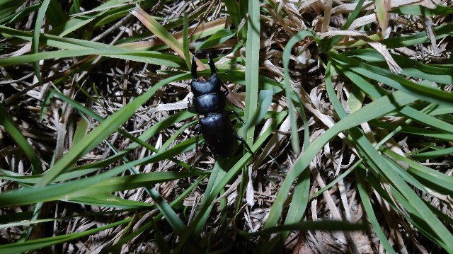 Dorcus rectus