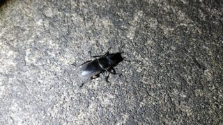 insect01