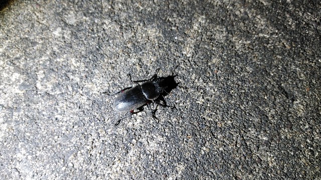 insect01
