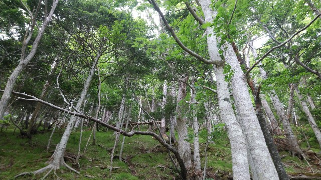 forest01