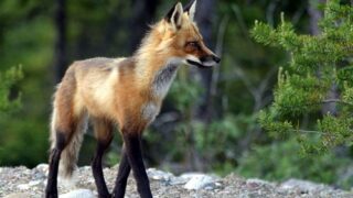 fox01