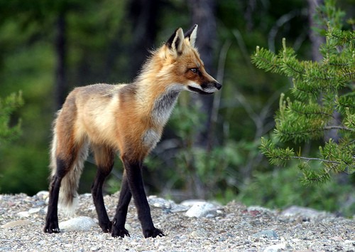 fox01