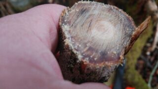 fatwood001