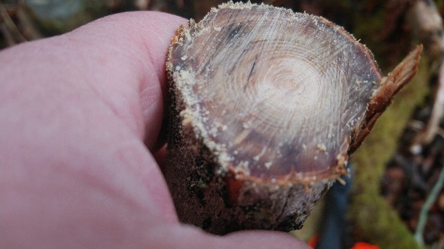 fatwood001