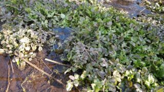 watercress01