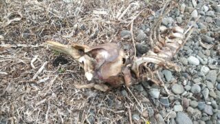 bone01