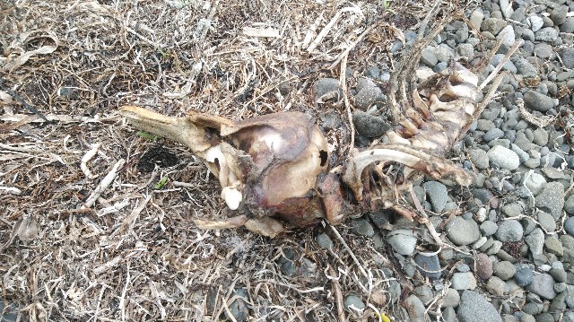 bone01